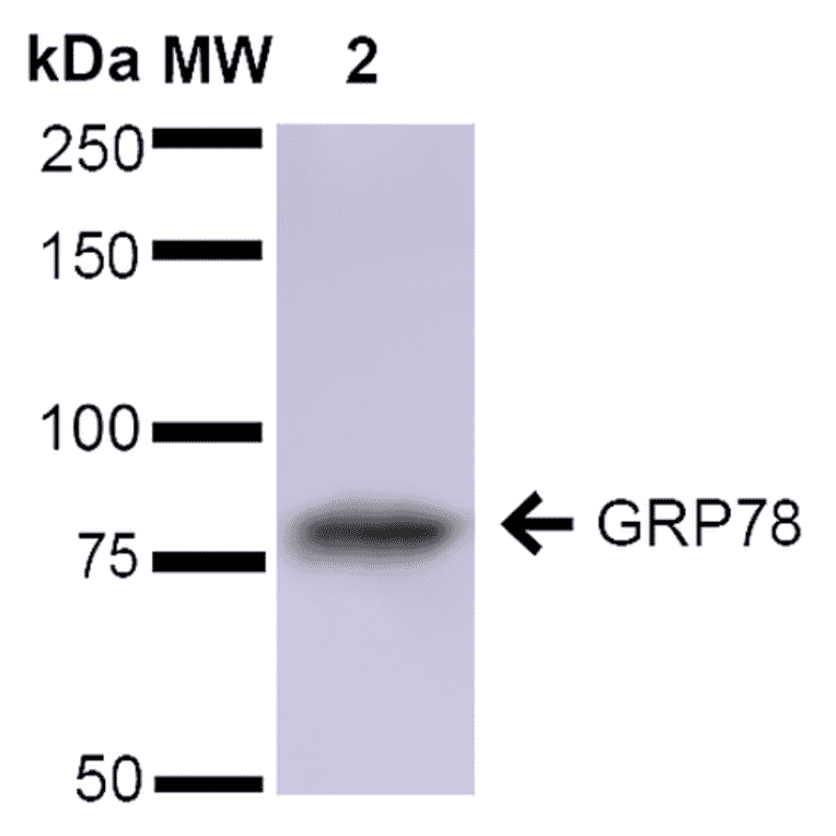 Western Blot - Anti-GRP78 Antibody (A305023) - Antibodies.com