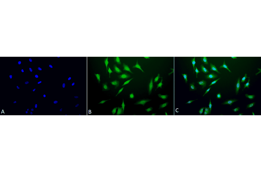 Immunocytochemistry/Immunofluorescence - Anti-GRP78 Antibody (A305023) - Antibodies.com