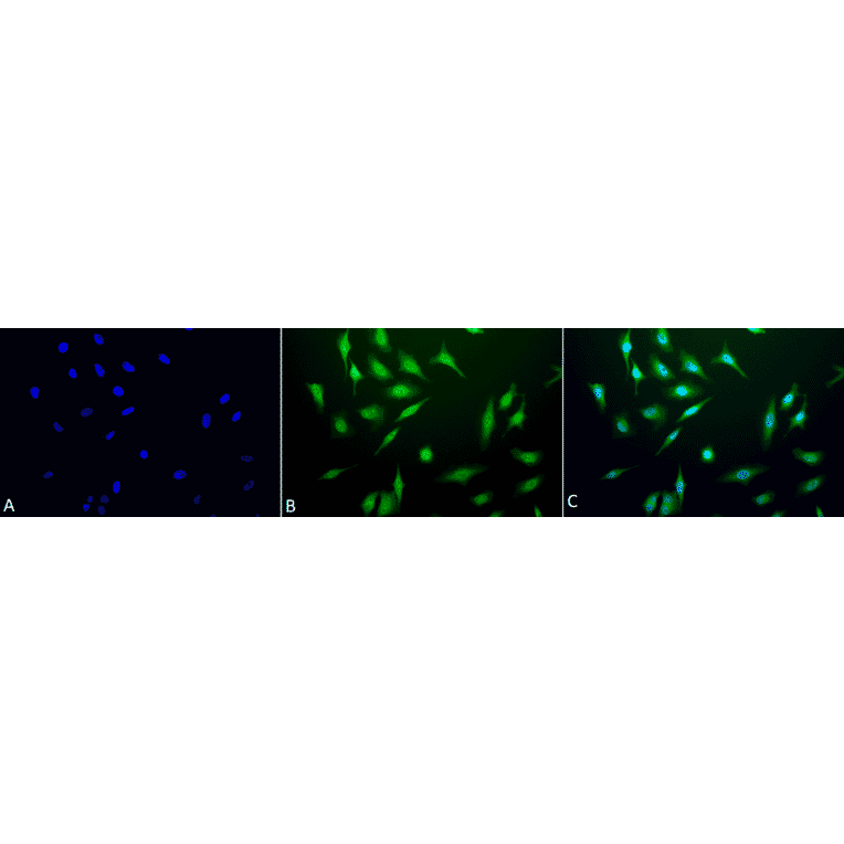 Immunocytochemistry/Immunofluorescence - Anti-GRP78 Antibody (A305023) - Antibodies.com