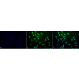 Immunocytochemistry/Immunofluorescence - Anti-GRP78 Antibody (A305023) - Antibodies.com