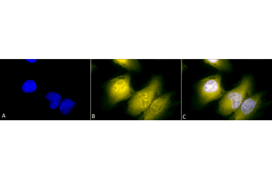Immunocytochemistry/Immunofluorescence - Anti-GRP78 Antibody (A305023) - Antibodies.com