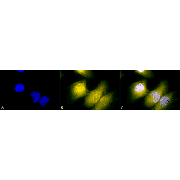 Immunocytochemistry/Immunofluorescence - Anti-GRP78 Antibody (A305023) - Antibodies.com