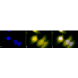 Immunocytochemistry/Immunofluorescence - Anti-GRP78 Antibody (A305023) - Antibodies.com