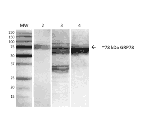 Western Blot - Anti-GRP78 Antibody [3C5-1A4] (A305024) - Antibodies.com