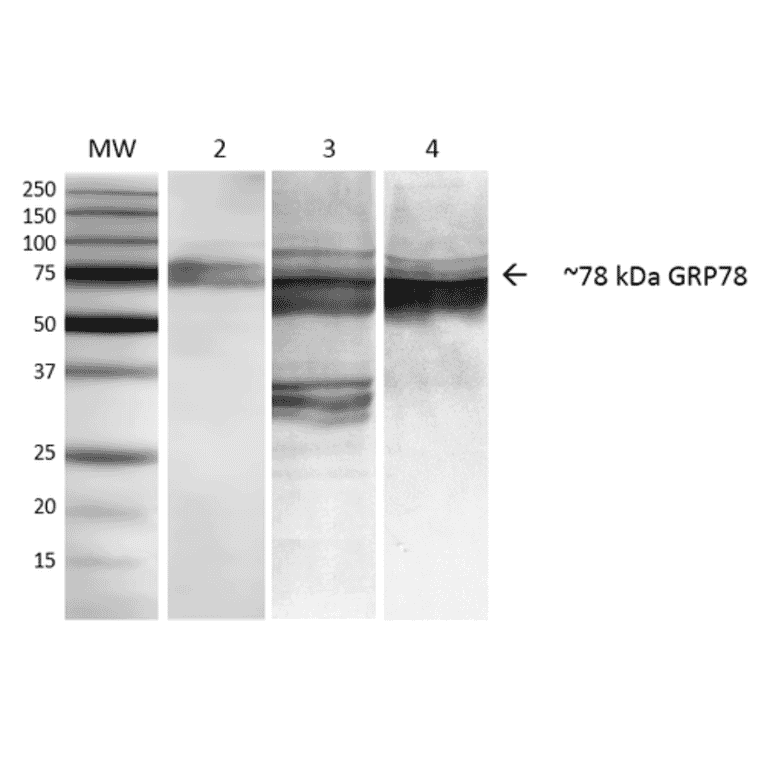 Western Blot - Anti-GRP78 Antibody [3C5-1A4] (A305024) - Antibodies.com