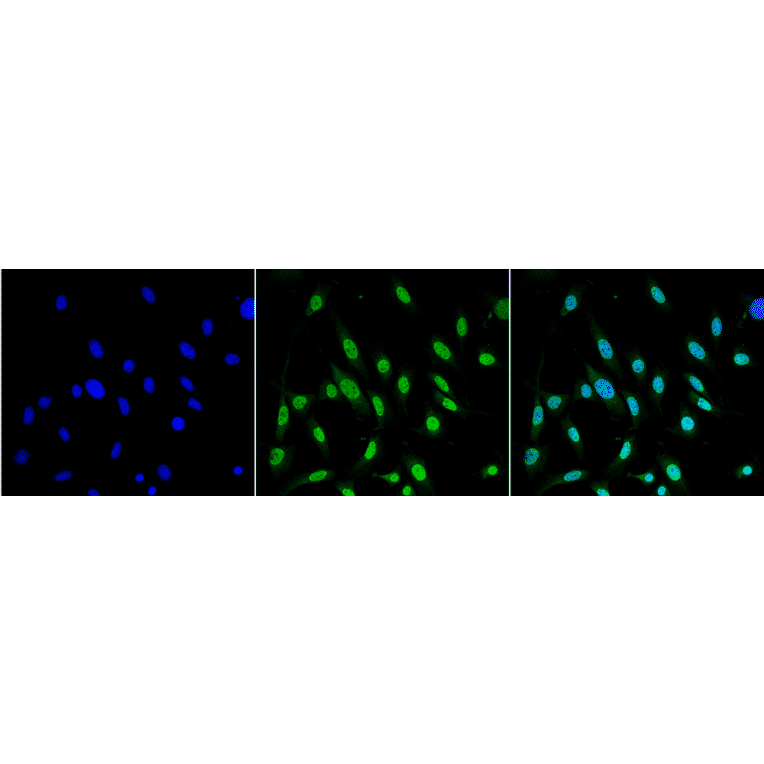 Immunocytochemistry/Immunofluorescence - Anti-GRP78 Antibody [3C5-1A4] (A305024) - Antibodies.com