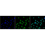 Immunocytochemistry/Immunofluorescence - Anti-GRP78 Antibody [3C5-1A4] (A305024) - Antibodies.com