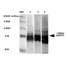 Western Blot - Anti-GRP78 Antibody [3G12-1G11] (A305025) - Antibodies.com