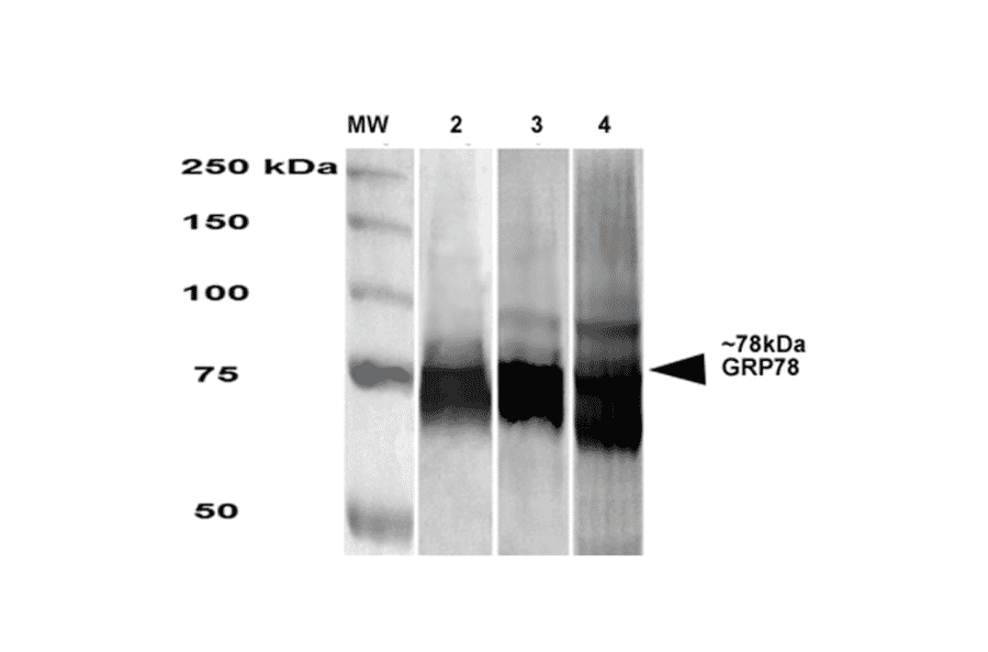 Western Blot - Anti-GRP78 Antibody [3G12-1G11] (A305025) - Antibodies.com