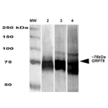 Western Blot - Anti-GRP78 Antibody [3G12-1G11] (A305025) - Antibodies.com