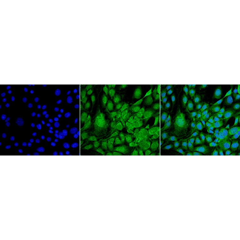 Immunocytochemistry/Immunofluorescence - Anti-GRP78 Antibody [3G12-1G11] (A305025) - Antibodies.com