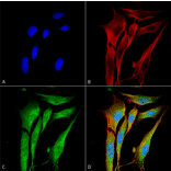 Immunocytochemistry/Immunofluorescence - Anti-MMP9 Antibody [S51-82] (A305026) - Antibodies.com