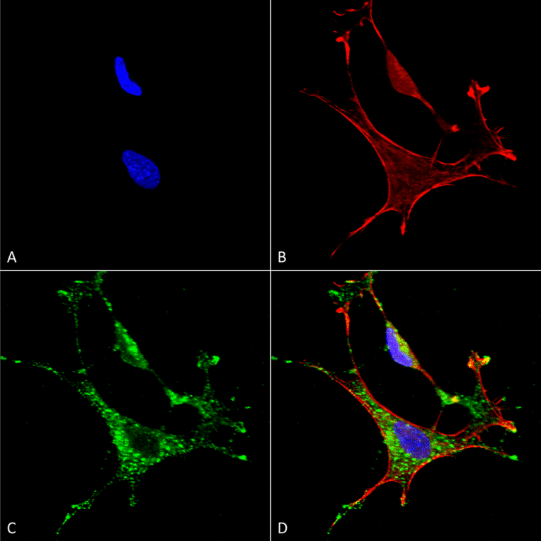 Immunocytochemistry/Immunofluorescence - Anti-MMP9 Antibody [S51-82] (A305026) - Antibodies.com