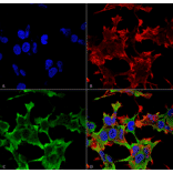 Immunocytochemistry/Immunofluorescence - Anti-LAR Antibody [S165-38] (A305027) - Antibodies.com