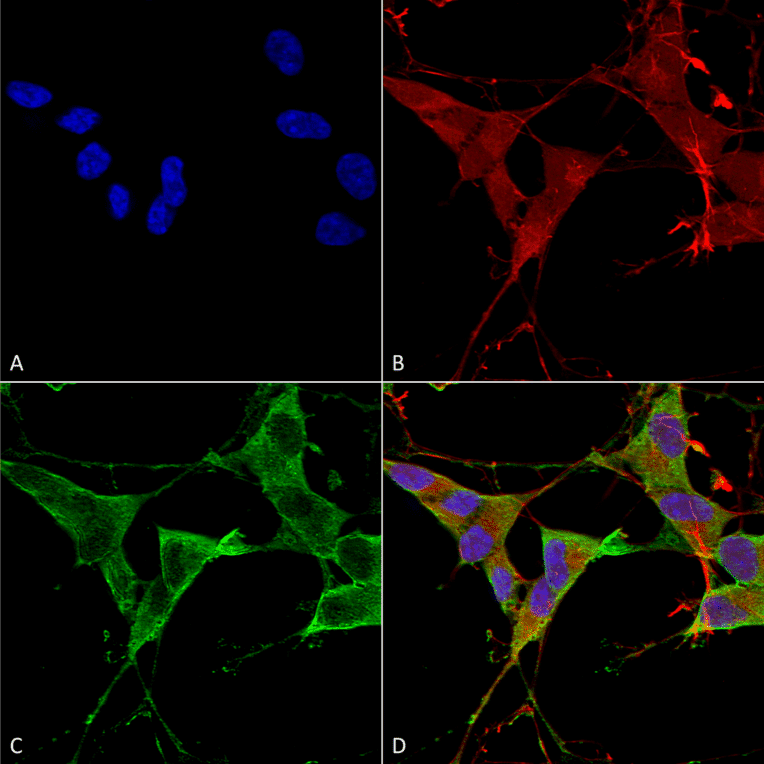 Immunocytochemistry/Immunofluorescence - Anti-LAR Antibody [S165-38] (A305027) - Antibodies.com