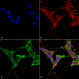 Immunocytochemistry/Immunofluorescence - Anti-LAR Antibody [S165-38] (A305027) - Antibodies.com