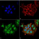 Immunocytochemistry/Immunofluorescence - Anti-Ataxin 1 Antibody [S76-8] (A305028) - Antibodies.com