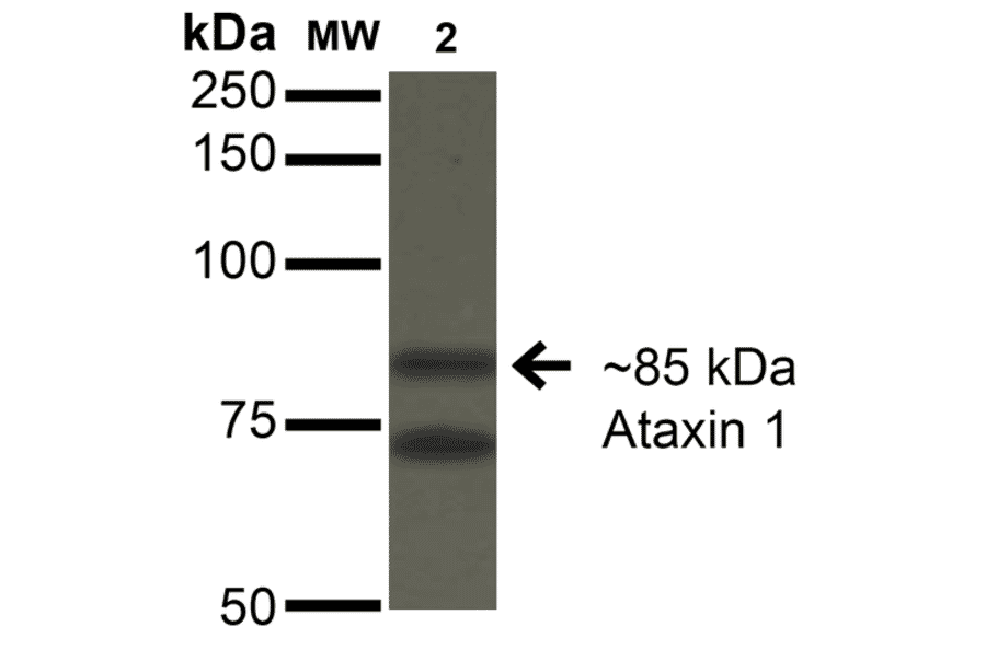 Western Blot - Anti-Ataxin 1 Antibody [S76-8] (A305028) - Antibodies.com