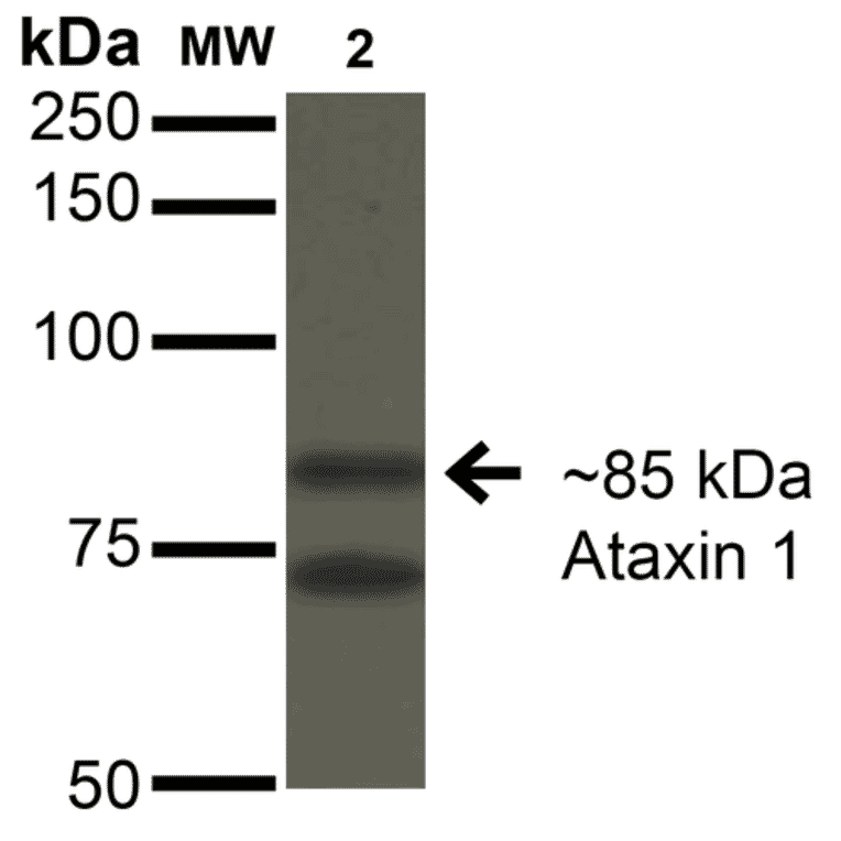Western Blot - Anti-Ataxin 1 Antibody [S76-8] (A305028) - Antibodies.com
