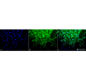Immunocytochemistry/Immunofluorescence - Anti-HSF1 Antibody (A305029) - Antibodies.com