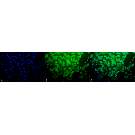 Immunocytochemistry/Immunofluorescence - Anti-HSF1 Antibody (A305029) - Antibodies.com