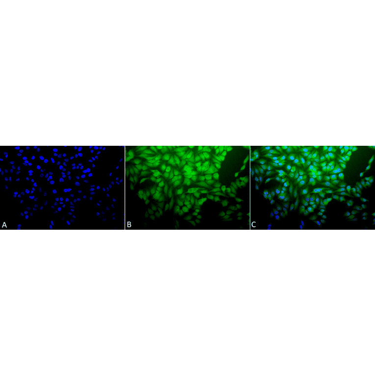 Immunocytochemistry/Immunofluorescence - Anti-HSF1 Antibody (A305029) - Antibodies.com