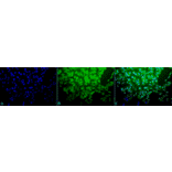 Immunocytochemistry/Immunofluorescence - Anti-HSF1 Antibody (A305029) - Antibodies.com