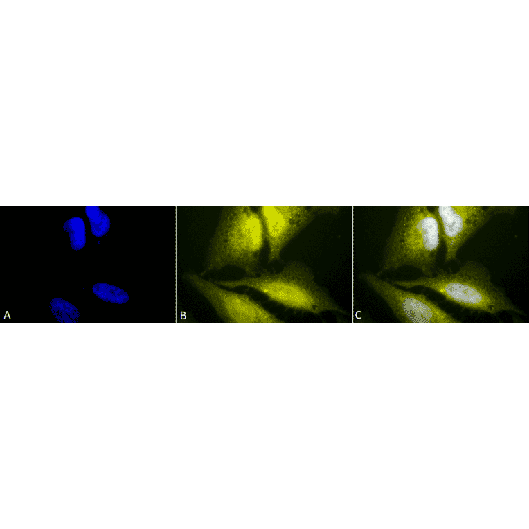 Immunocytochemistry/Immunofluorescence - Anti-HSF1 Antibody (A305029) - Antibodies.com