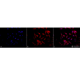 Immunocytochemistry/Immunofluorescence - Anti-HSP90 Antibody (A305030) - Antibodies.com