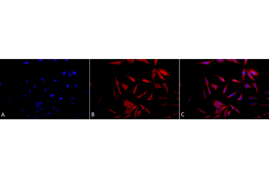 Immunocytochemistry/Immunofluorescence - Anti-HSP90 Antibody (A305030) - Antibodies.com