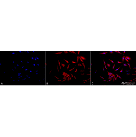 Immunocytochemistry/Immunofluorescence - Anti-HSP90 Antibody (A305030) - Antibodies.com