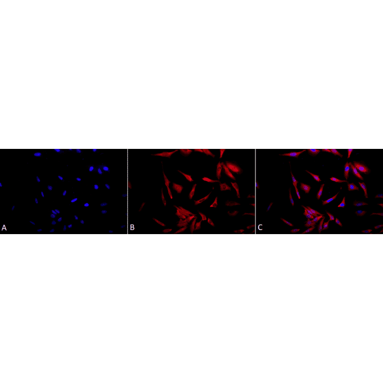 Immunocytochemistry/Immunofluorescence - Anti-HSP90 Antibody (A305030) - Antibodies.com
