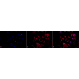 Immunocytochemistry/Immunofluorescence - Anti-HSP90 Antibody (A305030) - Antibodies.com