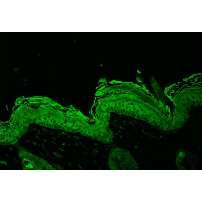 Immunohistochemistry - Anti-HSP90 Antibody (A305030) - Antibodies.com