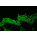 Immunohistochemistry - Anti-HSP90 Antibody (A305030) - Antibodies.com