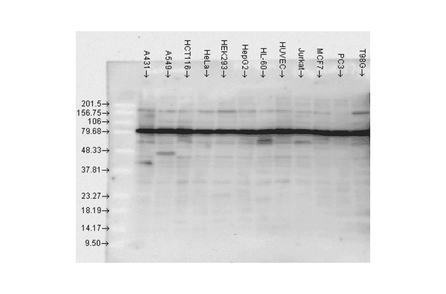Western Blot - Anti-HSP90 Antibody (A305030) - Antibodies.com