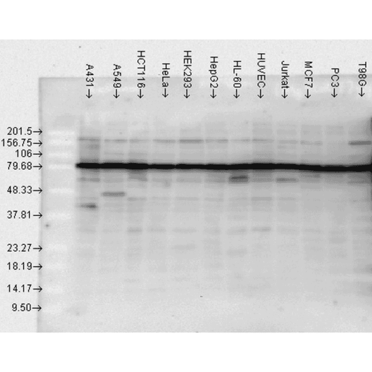 Western Blot - Anti-HSP90 Antibody (A305030) - Antibodies.com
