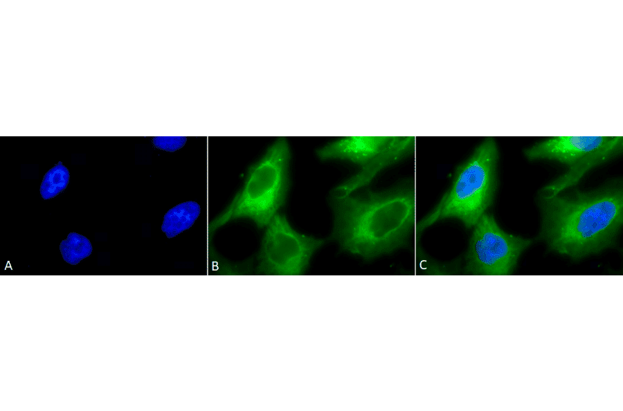 Immunocytochemistry/Immunofluorescence - Anti-HSP90 Antibody (A305030) - Antibodies.com