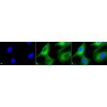 Immunocytochemistry/Immunofluorescence - Anti-HSP90 Antibody (A305030) - Antibodies.com