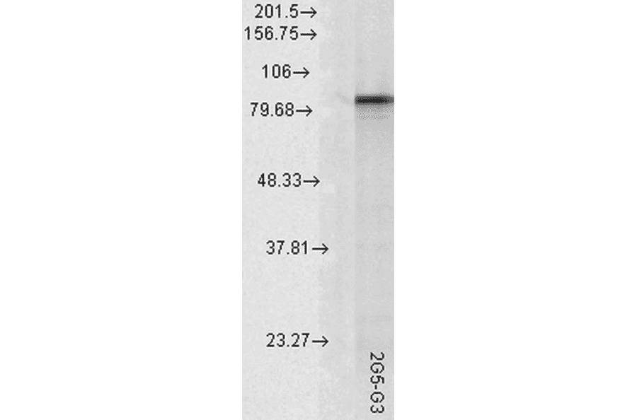 Western Blot - Anti-HSP90 alpha Antibody [2G5.G3] (A305031) - Antibodies.com