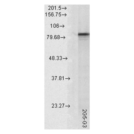 Western Blot - Anti-HSP90 alpha Antibody [2G5.G3] (A305031) - Antibodies.com
