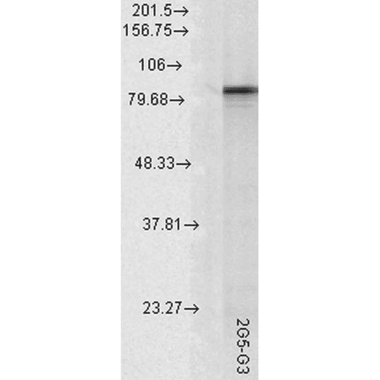 Western Blot - Anti-HSP90 alpha Antibody [2G5.G3] (A305031) - Antibodies.com
