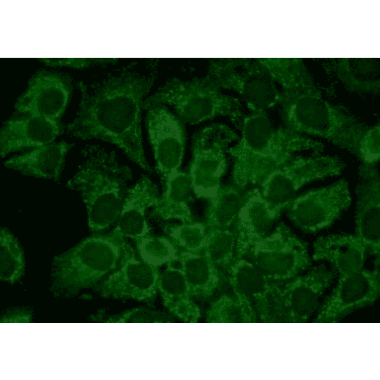 Immunocytochemistry/Immunofluorescence - Anti-HSP90 alpha Antibody [2G5.G3] (A305031) - Antibodies.com