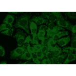 Immunocytochemistry/Immunofluorescence - Anti-HSP90 alpha Antibody [2G5.G3] (A305031) - Antibodies.com