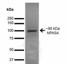 Western Blot - Anti-NPAS4 Antibody [S408-79] (A305032) - Antibodies.com