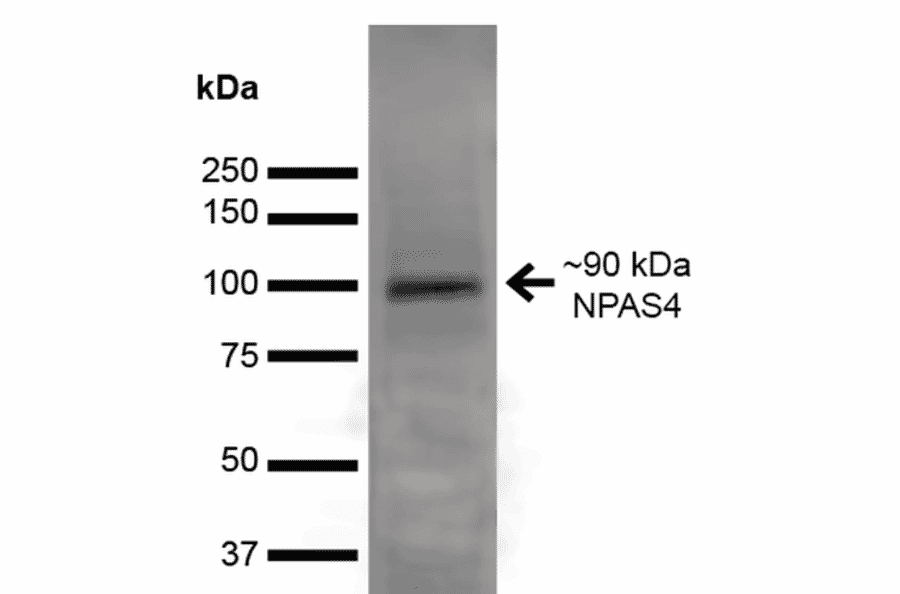 Western Blot - Anti-NPAS4 Antibody [S408-79] (A305032) - Antibodies.com