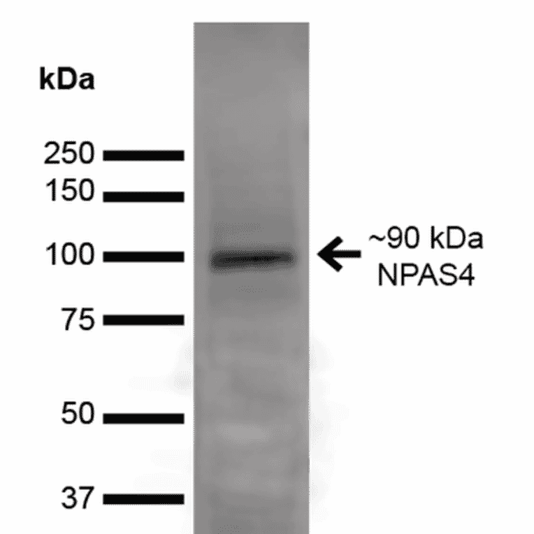 Western Blot - Anti-NPAS4 Antibody [S408-79] (A305032) - Antibodies.com