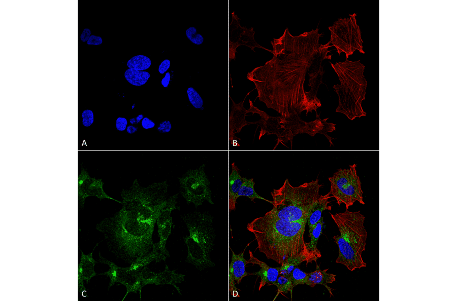 Immunocytochemistry/Immunofluorescence - Anti-NPAS4 Antibody [S408-79] (A305032) - Antibodies.com