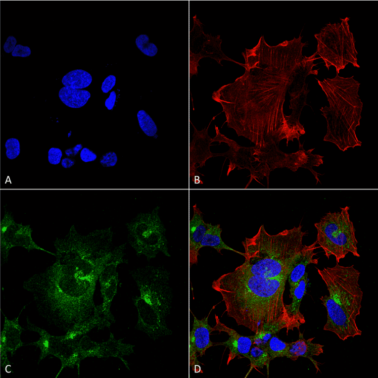 Immunocytochemistry/Immunofluorescence - Anti-NPAS4 Antibody [S408-79] (A305032) - Antibodies.com