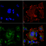 Immunocytochemistry/Immunofluorescence - Anti-NPAS4 Antibody [S408-79] (A305032) - Antibodies.com